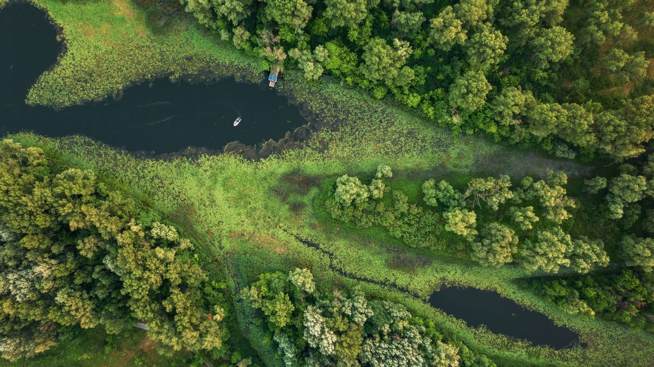Unlocking the Potential of Biodiversity Credits for a Sustainable Future
