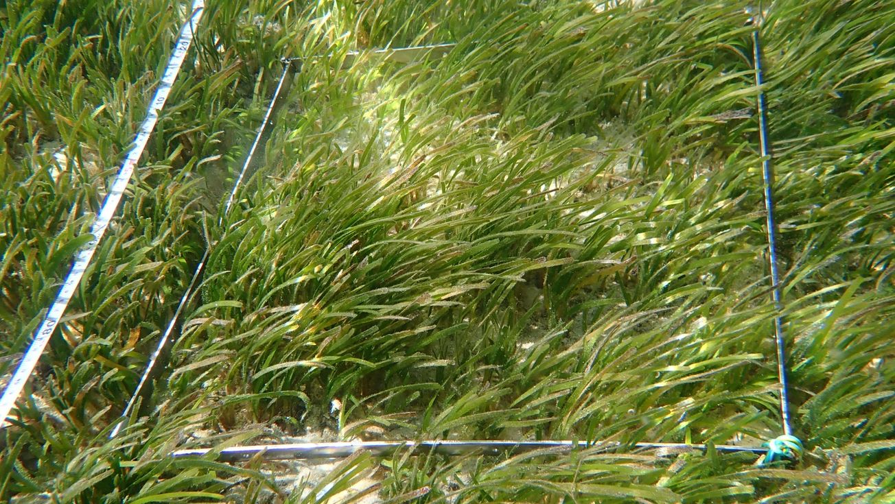 Launching the Blue Carbon Handbook: blue carbon ecosystems as solutions to climate action and sustainable development