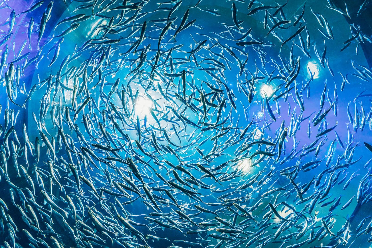 Achieving a Sustainable and Equitable Ocean Economy Within the Ocean Decade